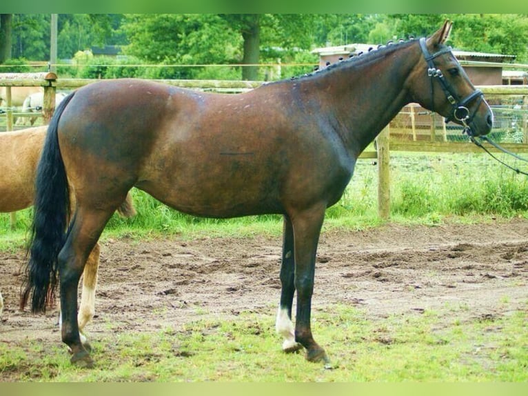 Deutsches Reitpony Wallach 17 Jahre 145 cm Dunkelbrauner in Kastorf