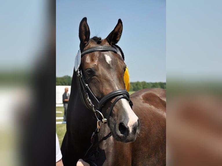 Deutsches Reitpony Wallach 17 Jahre 145 cm Dunkelbrauner in Kastorf