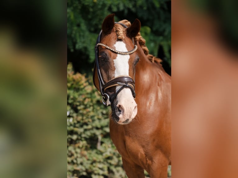Deutsches Reitpony Wallach 17 Jahre 145 cm Dunkelfuchs in Stahnsdorf