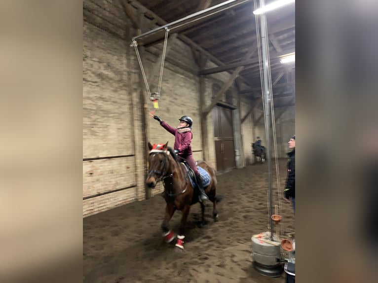 Deutsches Reitpony Wallach 17 Jahre 146 cm Dunkelbrauner in Gödnitz