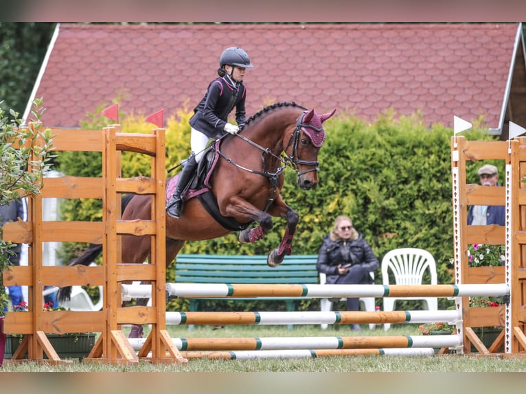 Deutsches Reitpony Wallach 17 Jahre 146 cm Dunkelbrauner in Gödnitz