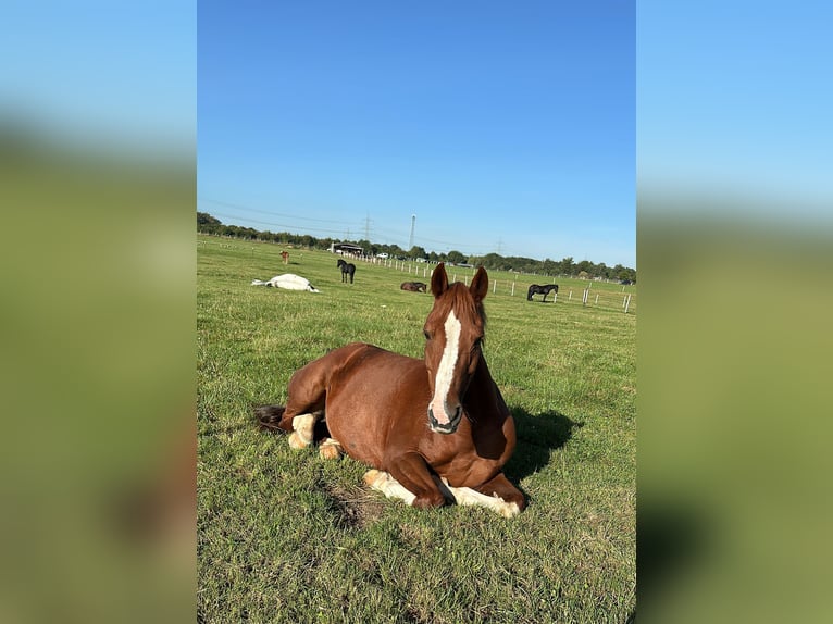 Deutsches Reitpony Wallach 17 Jahre 146 cm Fuchs in Langenfeld