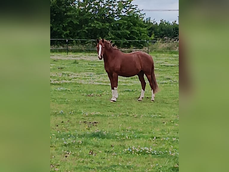 Deutsches Reitpony Wallach 17 Jahre 146 cm Fuchs in Langenfeld