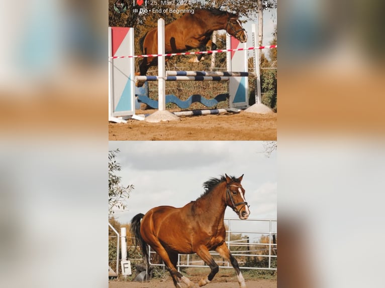 Deutsches Reitpony Wallach 17 Jahre 147 cm Brauner in Diepholz