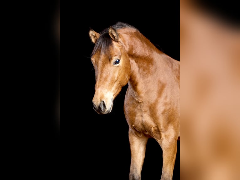 Deutsches Reitpony Wallach 17 Jahre 148 cm Brauner in Dortmund