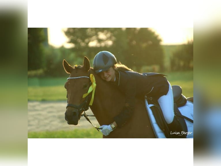 Deutsches Reitpony Wallach 17 Jahre 148 cm Brauner in Dortmund