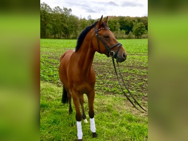 Deutsches Reitpony Wallach 17 Jahre 148 cm Brauner in Dortmund