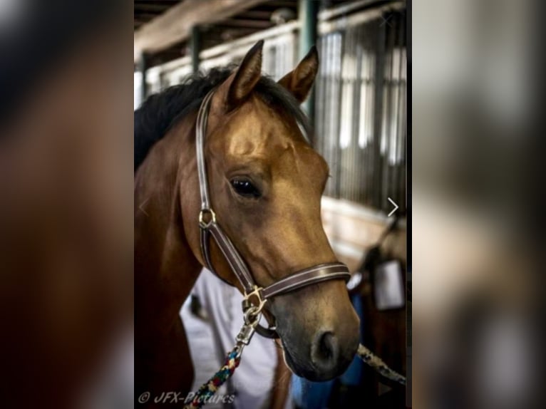 Deutsches Reitpony Wallach 17 Jahre 148 cm Brauner in Dortmund