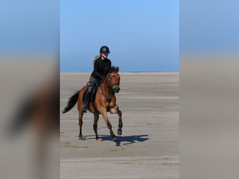 Deutsches Reitpony Wallach 17 Jahre 148 cm Brauner in Dortmund