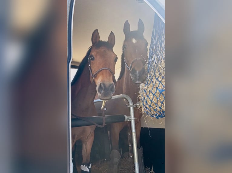 Deutsches Reitpony Wallach 17 Jahre 148 cm Brauner in Dortmund