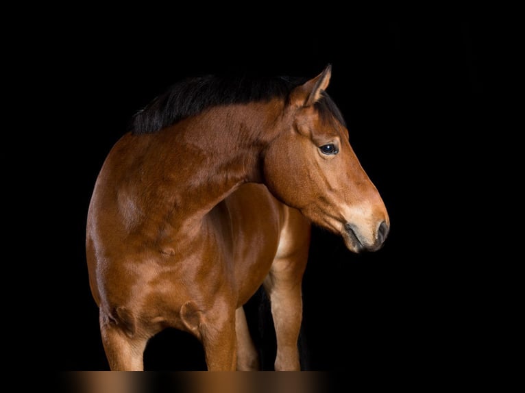 Deutsches Reitpony Wallach 17 Jahre 148 cm Brauner in Dortmund