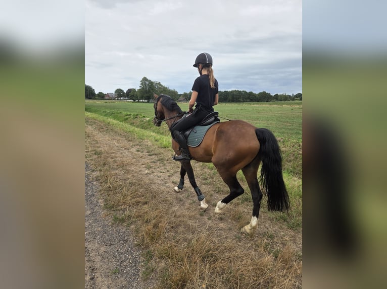 Deutsches Reitpony Wallach 17 Jahre 148 cm Brauner in Emlichheim