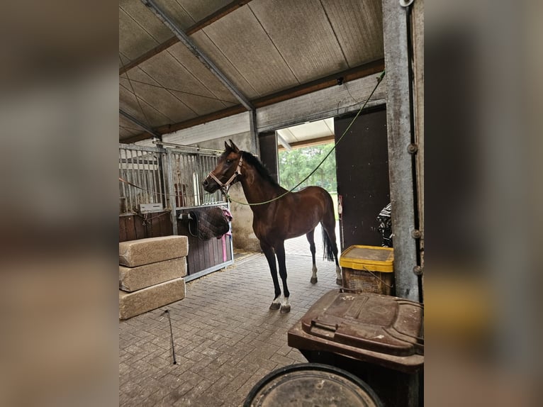 Deutsches Reitpony Wallach 17 Jahre 148 cm Brauner in Emlichheim