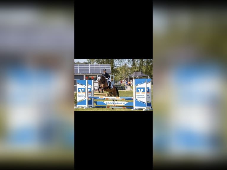 Deutsches Reitpony Wallach 17 Jahre 148 cm Brauner in Emlichheim