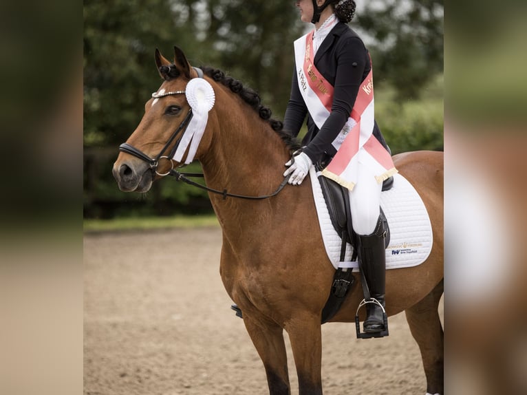 Deutsches Reitpony Wallach 17 Jahre 148 cm Brauner in Lieth