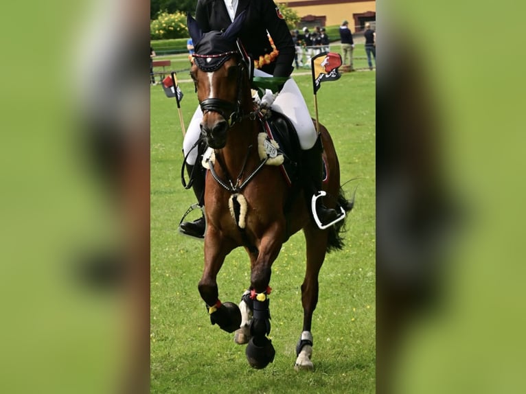 Deutsches Reitpony Wallach 17 Jahre 148 cm Brauner in Glindenberg