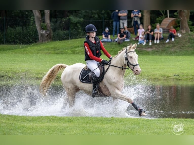 Deutsches Reitpony Wallach 17 Jahre 148 cm Cremello in Rödinghausen