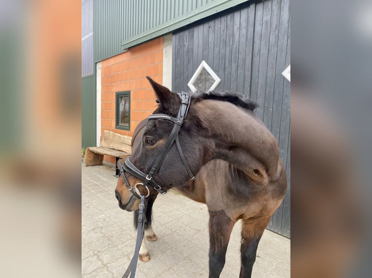 Deutsches Reitpony Wallach 17 Jahre 148 cm Dunkelbrauner in Hammah