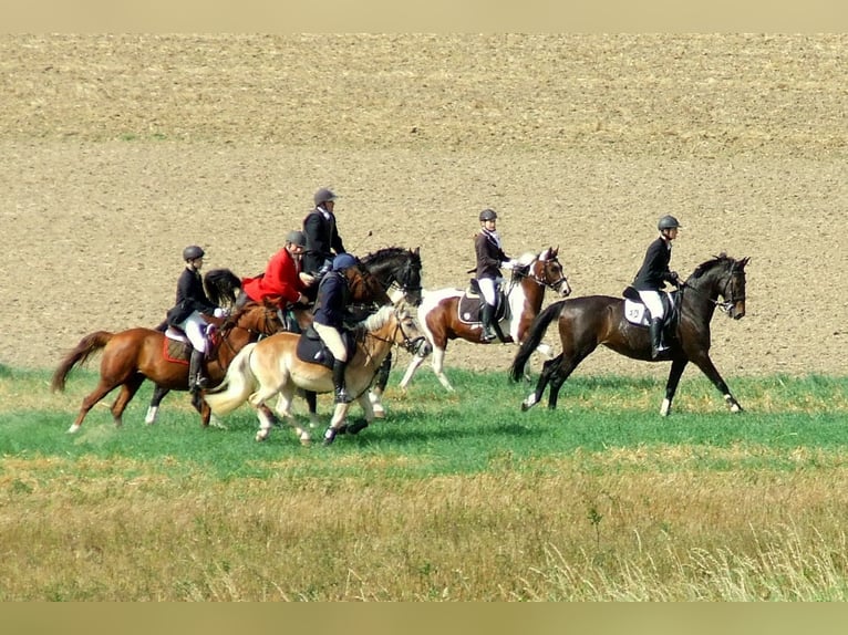 Deutsches Reitpony Wallach 17 Jahre 148 cm Fuchs in Dötlingen