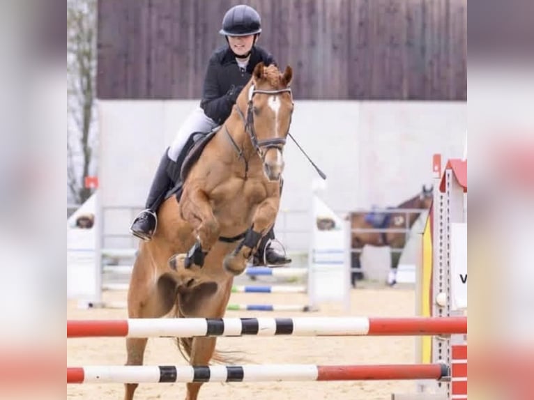 Deutsches Reitpony Wallach 17 Jahre 148 cm Fuchs in Schernfeld