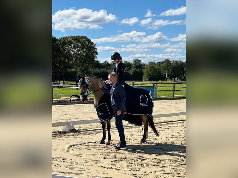 Deutsches Reitpony Wallach 17 Jahre 148 cm Palomino in Swisttal