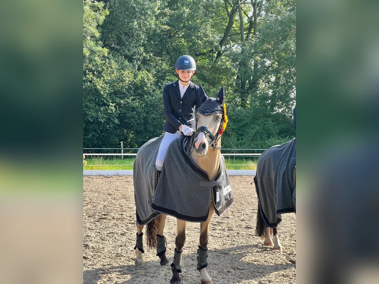 Deutsches Reitpony Wallach 17 Jahre 148 cm Palomino in Swisttal