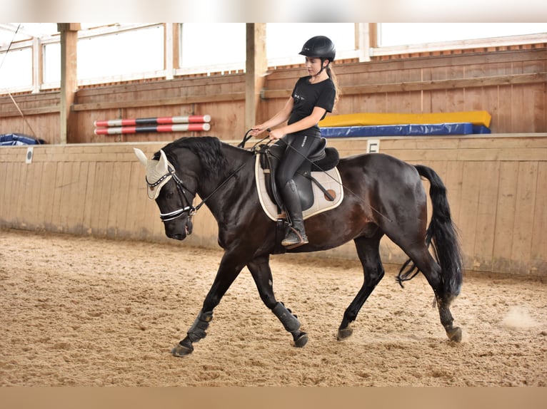 Deutsches Reitpony Wallach 17 Jahre 148 cm Rappe in Tirschenreuth