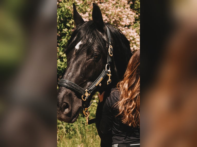 Deutsches Reitpony Wallach 17 Jahre 148 cm Rappe in Tirschenreuth