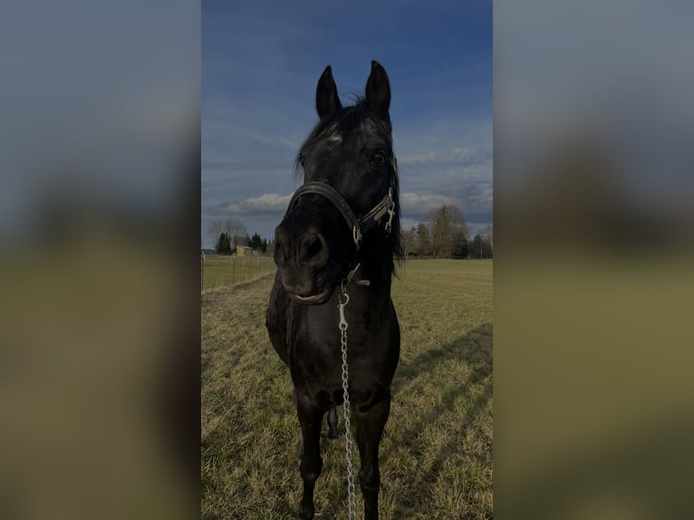 Deutsches Reitpony Wallach 17 Jahre 148 cm Rappe in Tirschenreuth