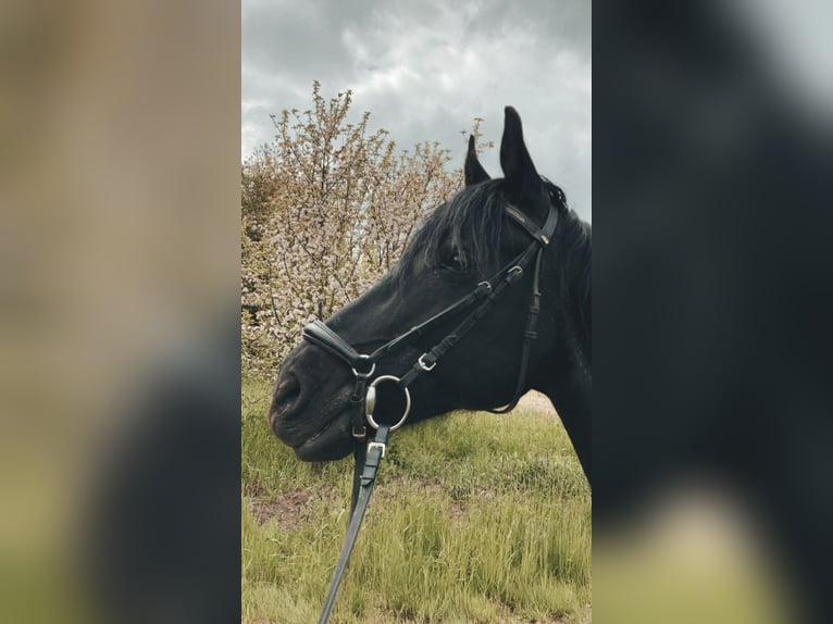 Deutsches Reitpony Wallach 17 Jahre 148 cm Rappe in Tirschenreuth