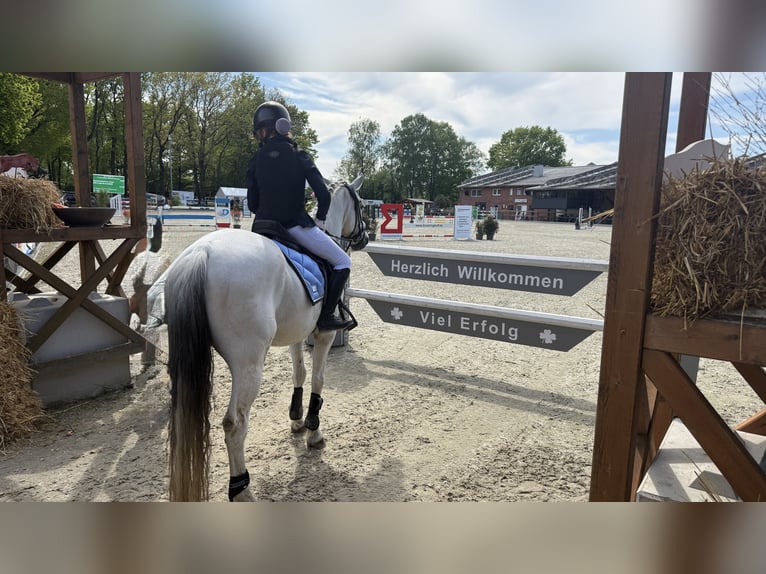 Deutsches Reitpony Wallach 17 Jahre 148 cm White in OberhausenOberhausen