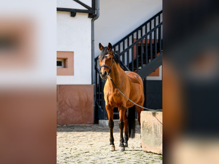 Deutsches Reitpony Wallach 17 Jahre 149 cm Brauner in NeuensteinStolzeneck