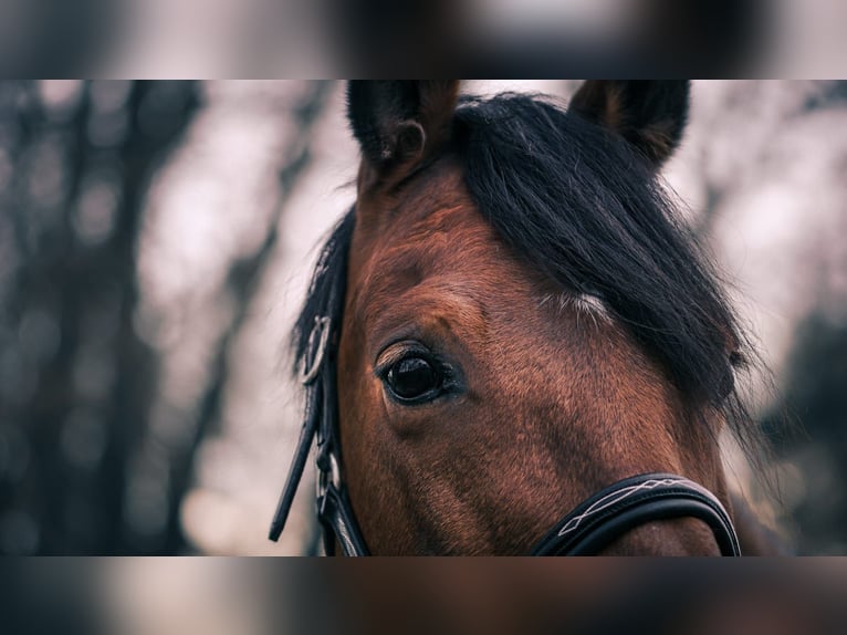 Deutsches Reitpony Wallach 17 Jahre 149 cm Brauner in NeuensteinStolzeneck