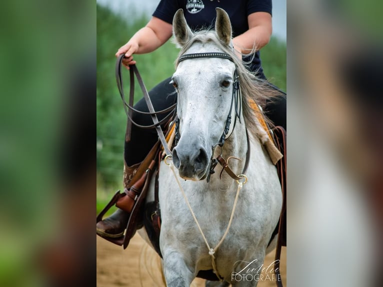 Deutsches Reitpony Wallach 17 Jahre 149 cm Schimmel in Nordermeldorf