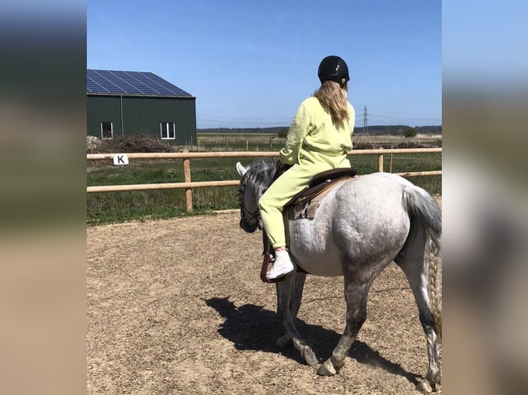 Deutsches Reitpony Wallach 17 Jahre 149 cm Schimmel in Nordermeldorf