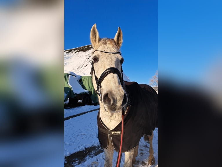 Deutsches Reitpony Wallach 17 Jahre 149 cm Schimmel in Nordermeldorf