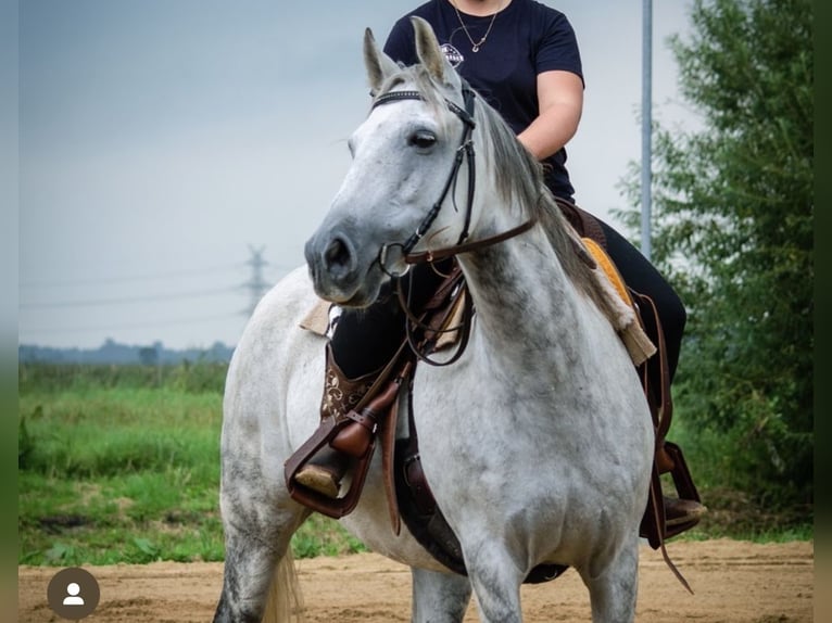 Deutsches Reitpony Wallach 17 Jahre 149 cm Schimmel in Nordermeldorf