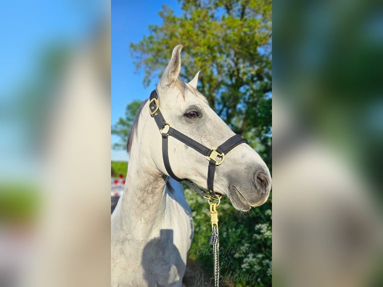 Deutsches Reitpony Wallach 17 Jahre 149 cm Schimmel in Nordermeldorf