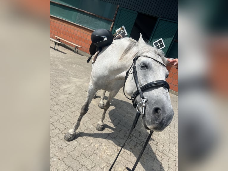 Deutsches Reitpony Wallach 17 Jahre 149 cm Schimmel in Nordermeldorf