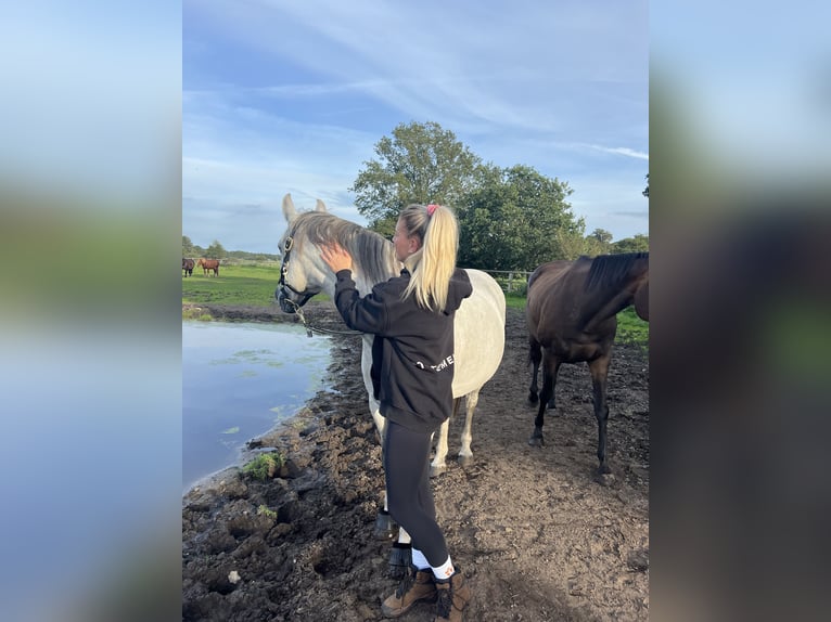 Deutsches Reitpony Wallach 17 Jahre 149 cm Schimmel in Nordermeldorf