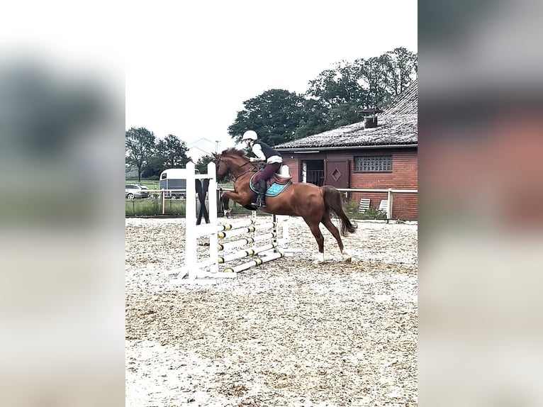 Deutsches Reitpony Wallach 17 Jahre 151 cm Fuchs in Diepholz