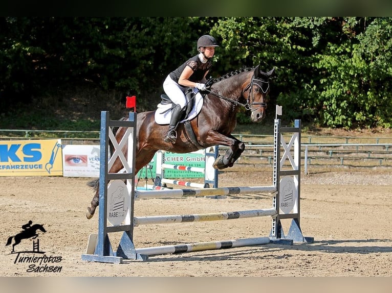 Deutsches Reitpony Wallach 17 Jahre 152 cm Dunkelbrauner in Wechselburg