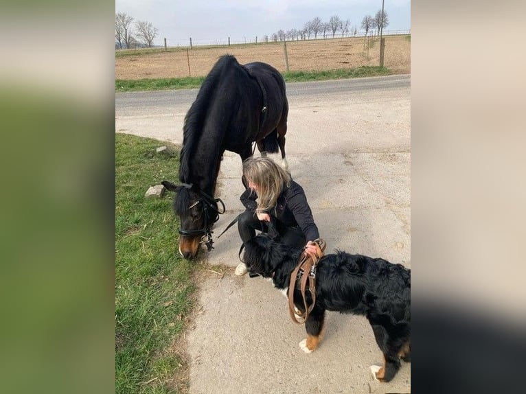 Deutsches Reitpony Wallach 17 Jahre 152 cm Dunkelbrauner in Wechselburg