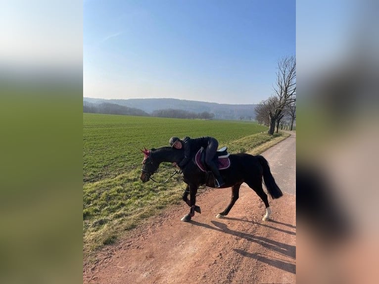 Deutsches Reitpony Wallach 17 Jahre 152 cm Dunkelbrauner in Wechselburg