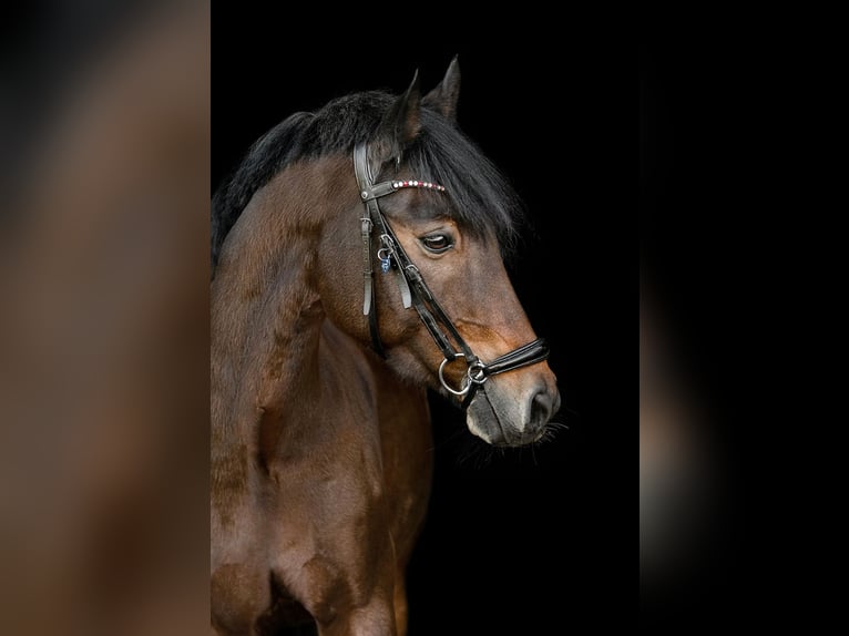 Deutsches Reitpony Wallach 17 Jahre 153 cm Brauner in Neubeckum-Ennigerloh