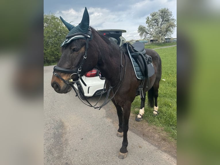 Deutsches Reitpony Wallach 17 Jahre 154 cm Dunkelbrauner in Aßlar