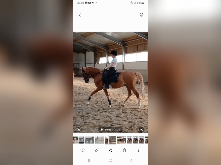 Deutsches Reitpony Wallach 17 Jahre 154 cm Fuchs in Weichs