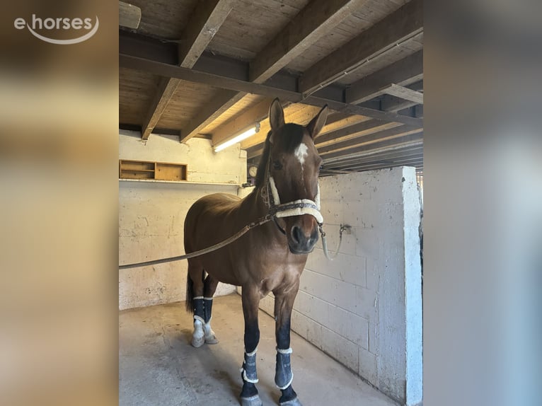 Deutsches Reitpony Wallach 17 Jahre 163 cm Falbe in Bedburg-Hau
