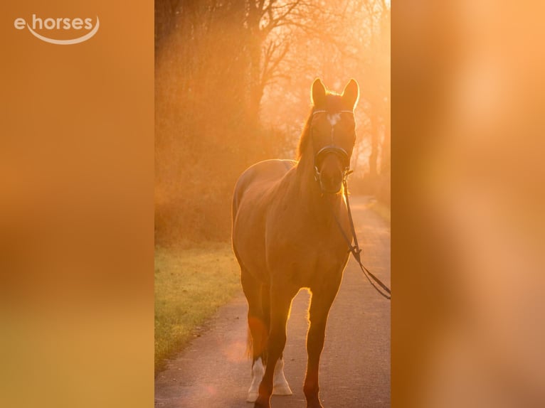 Deutsches Reitpony Wallach 17 Jahre 163 cm Falbe in Bedburg-Hau