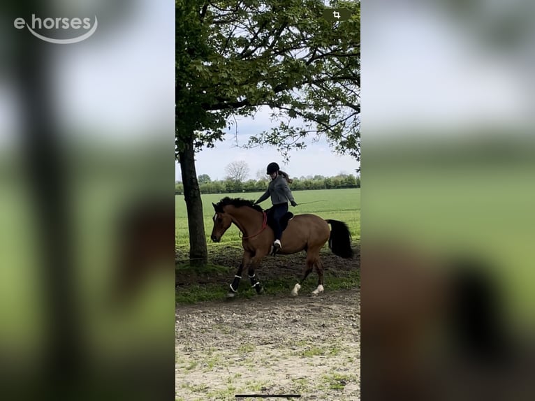 Deutsches Reitpony Wallach 17 Jahre 163 cm Falbe in Bedburg-Hau